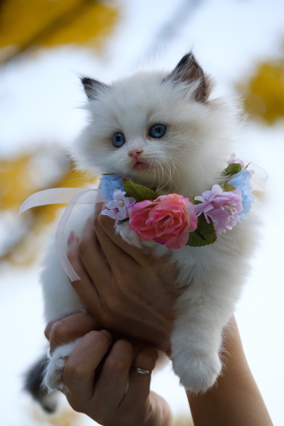 Очаровательные котята