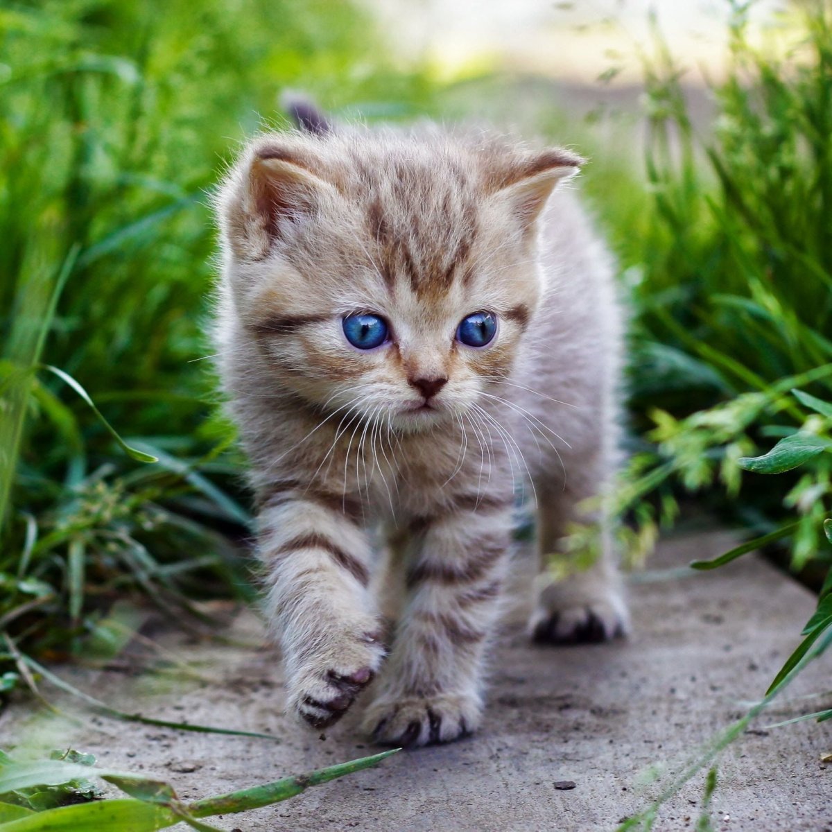 Маленький котенок
