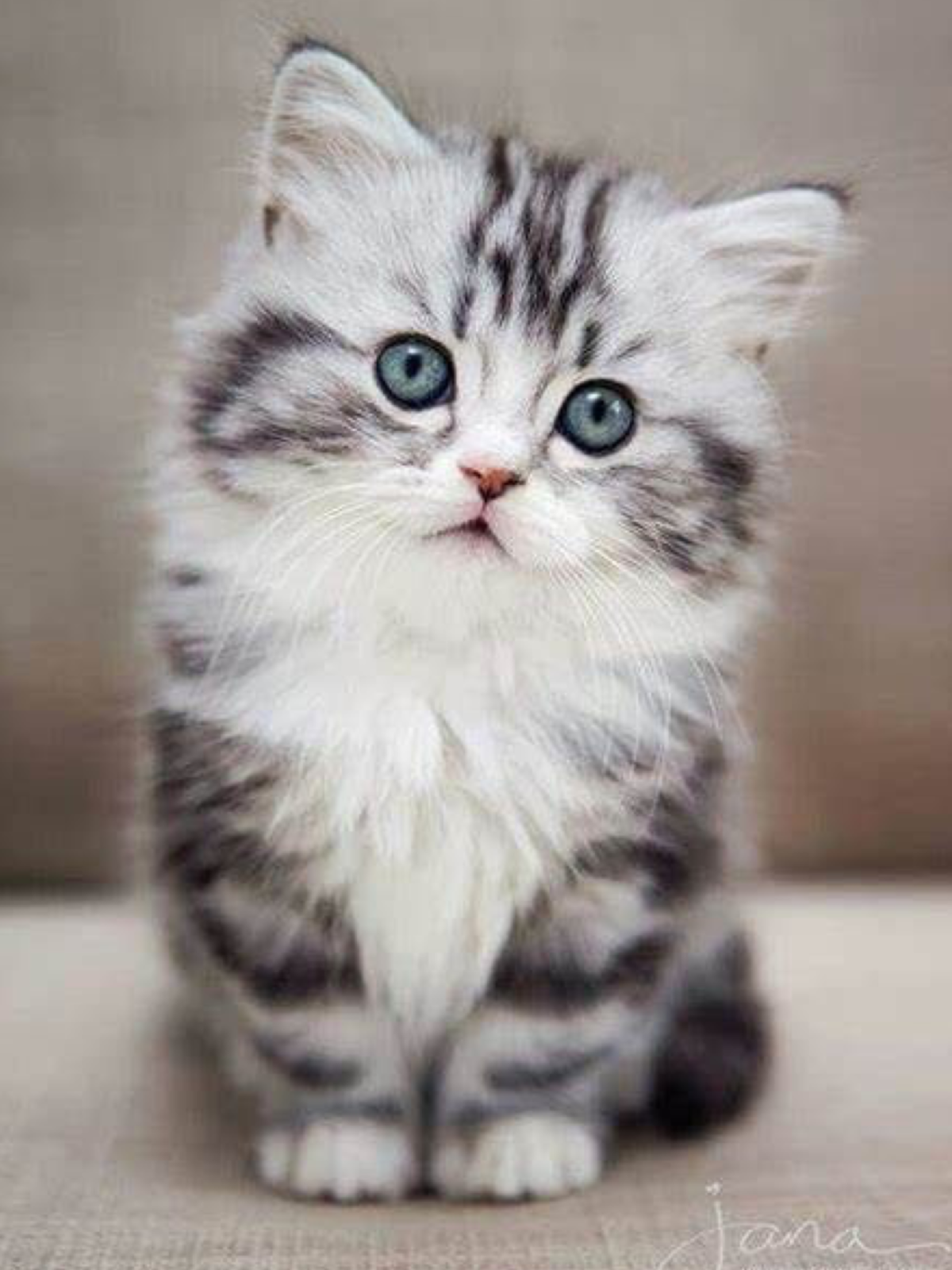 Милые котики