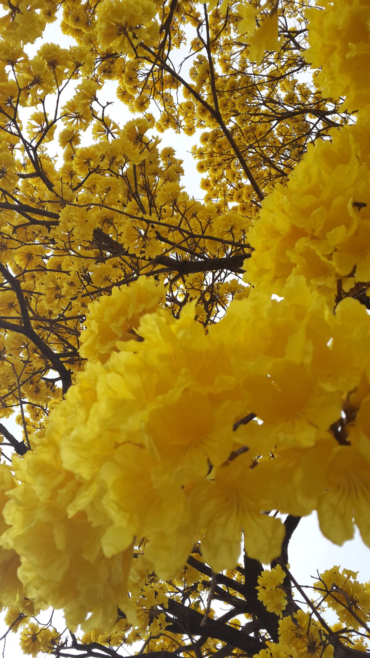 Tabebuia chrysotricha