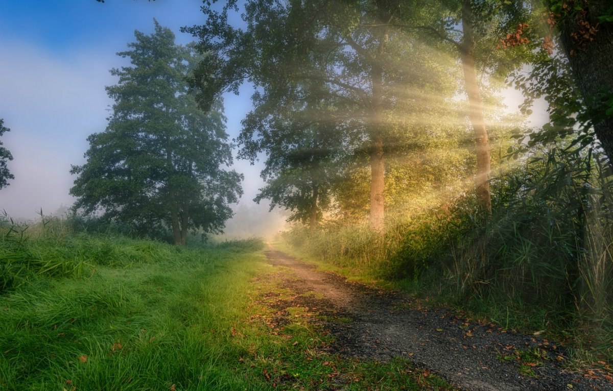 Рассвет в лесу