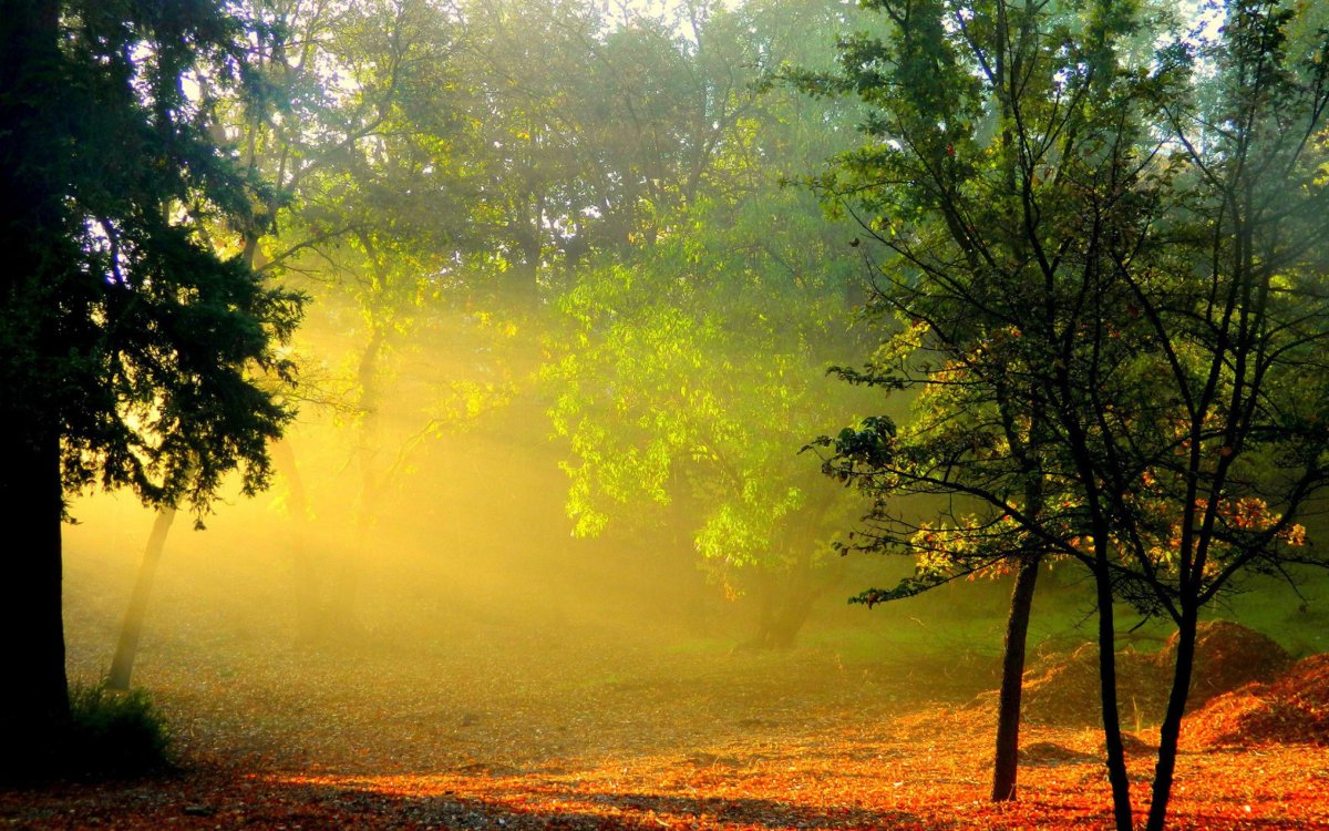 Фон природа