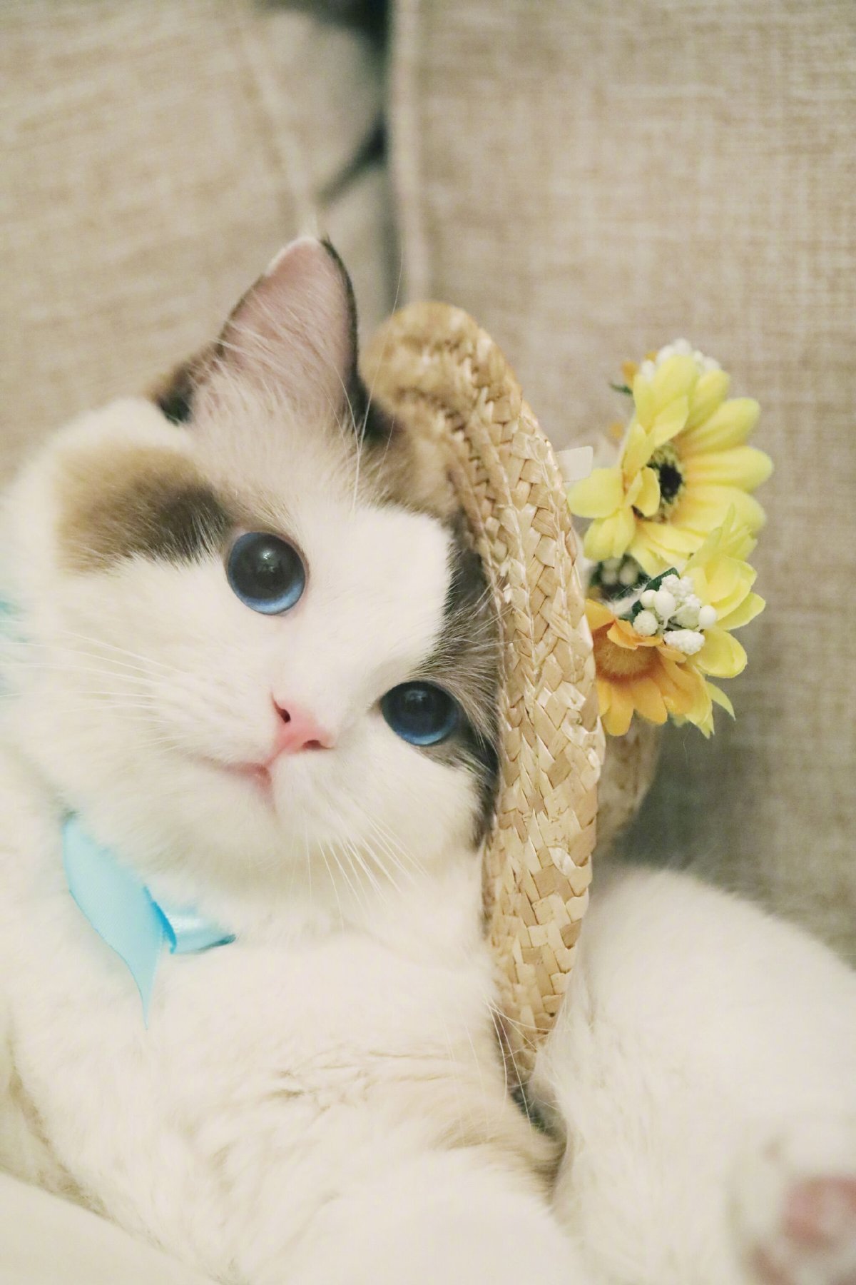 Милые кошки
