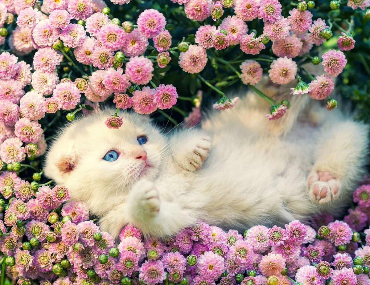 Котенок с цветами