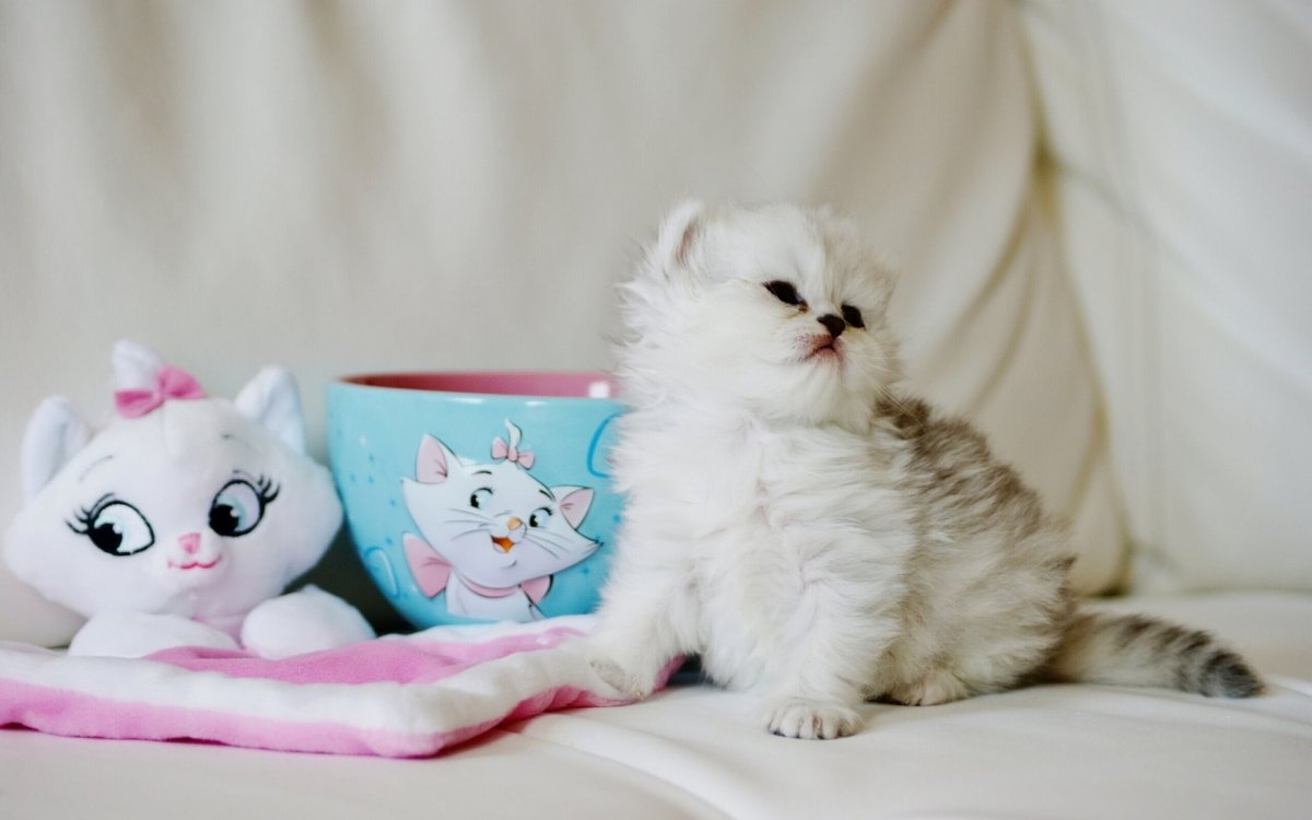 Котята милашки