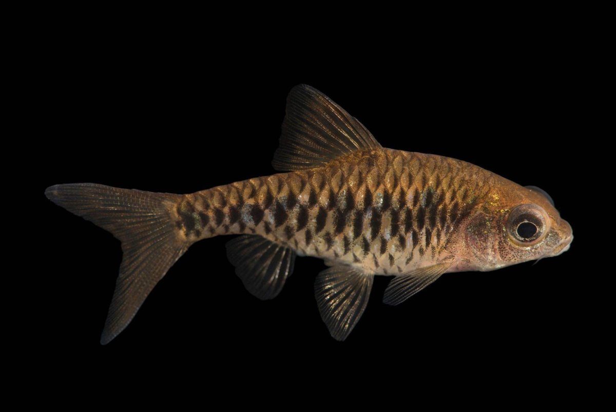 Барбус олиголепис (Barbus oligolepis)