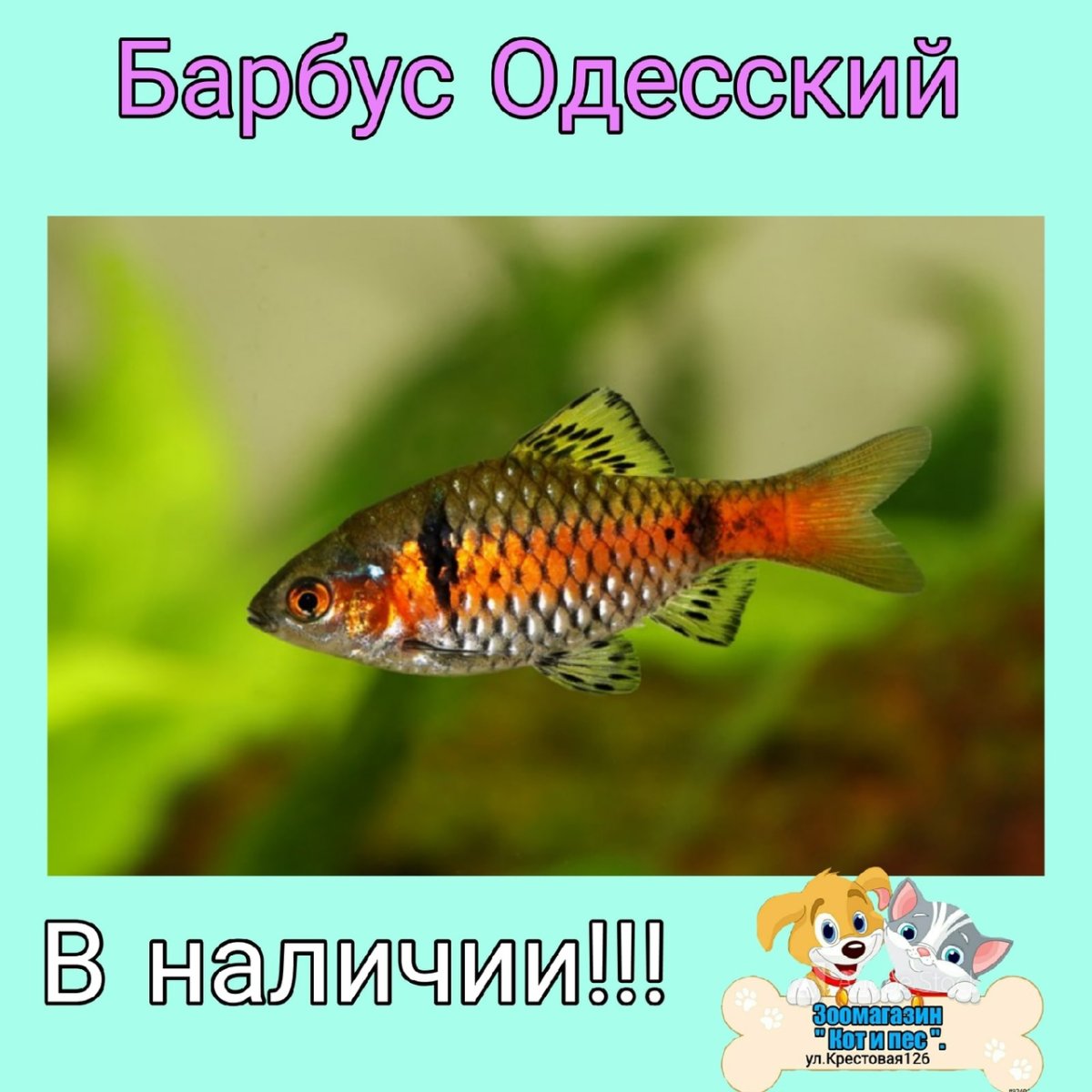 Барбус Гонконг
