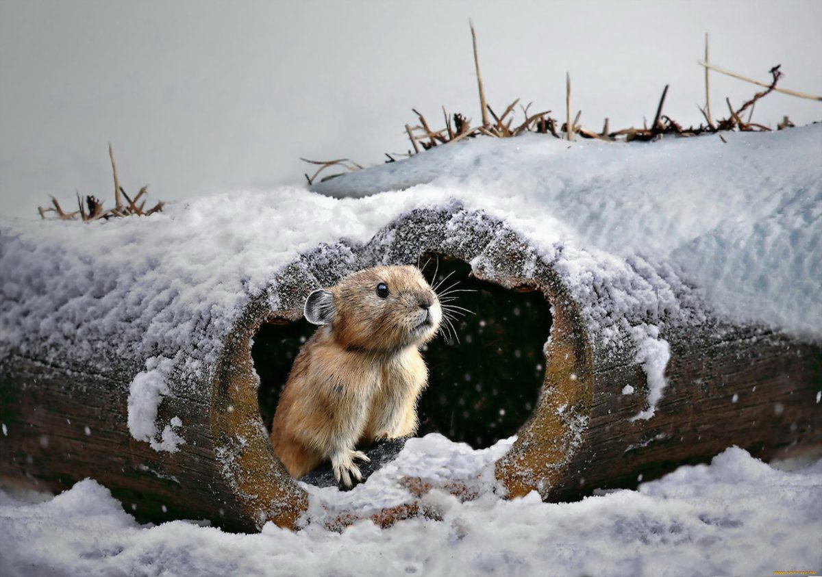 Животные в снегу