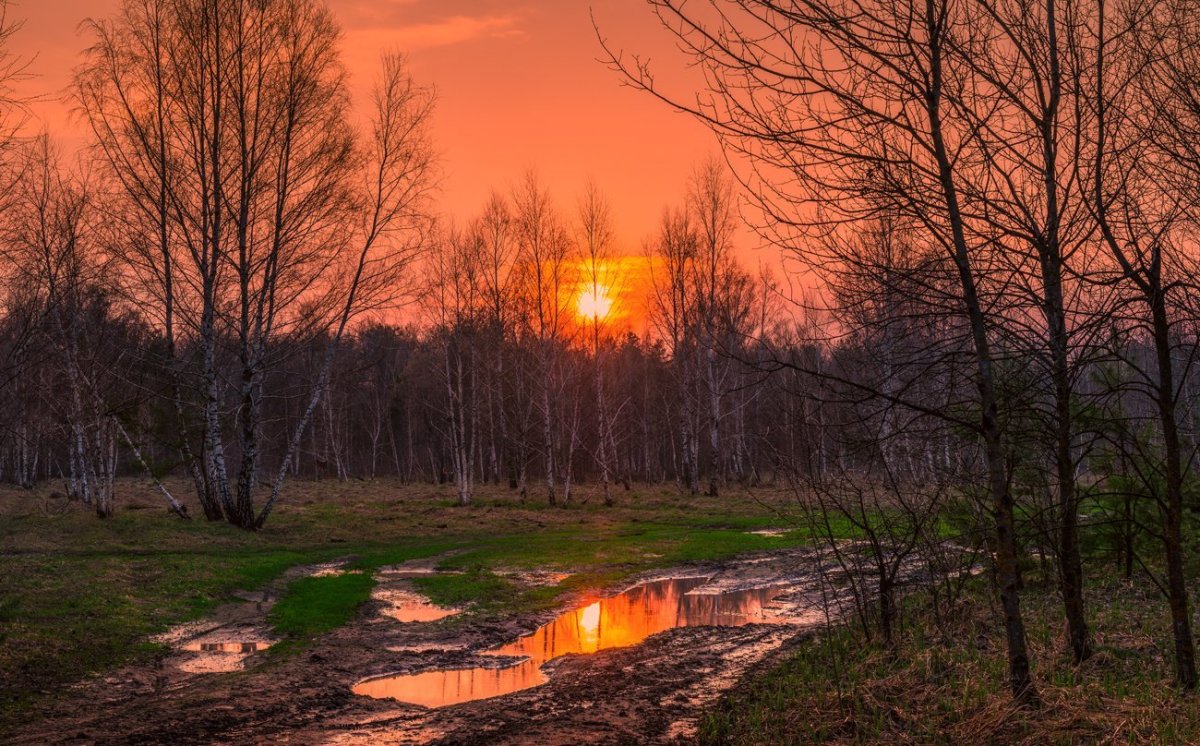 Весенний закат в лесу