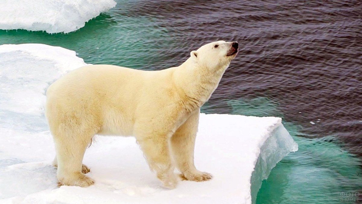Полар бир (Polar Bear)
