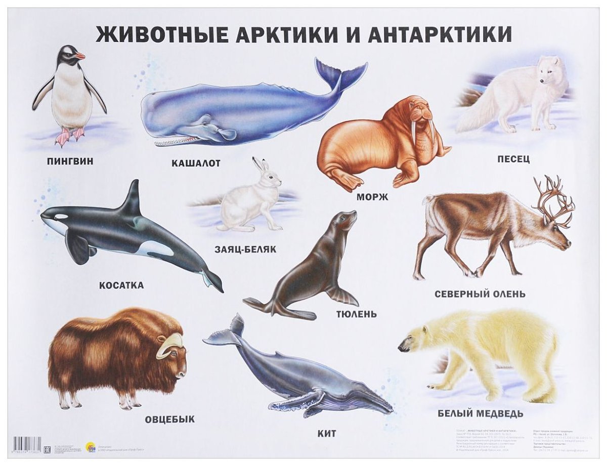 Животные Арктики и Антарктики
