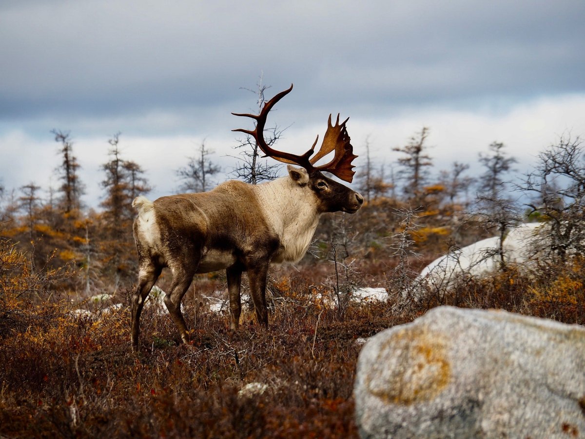 Caribou un Canada