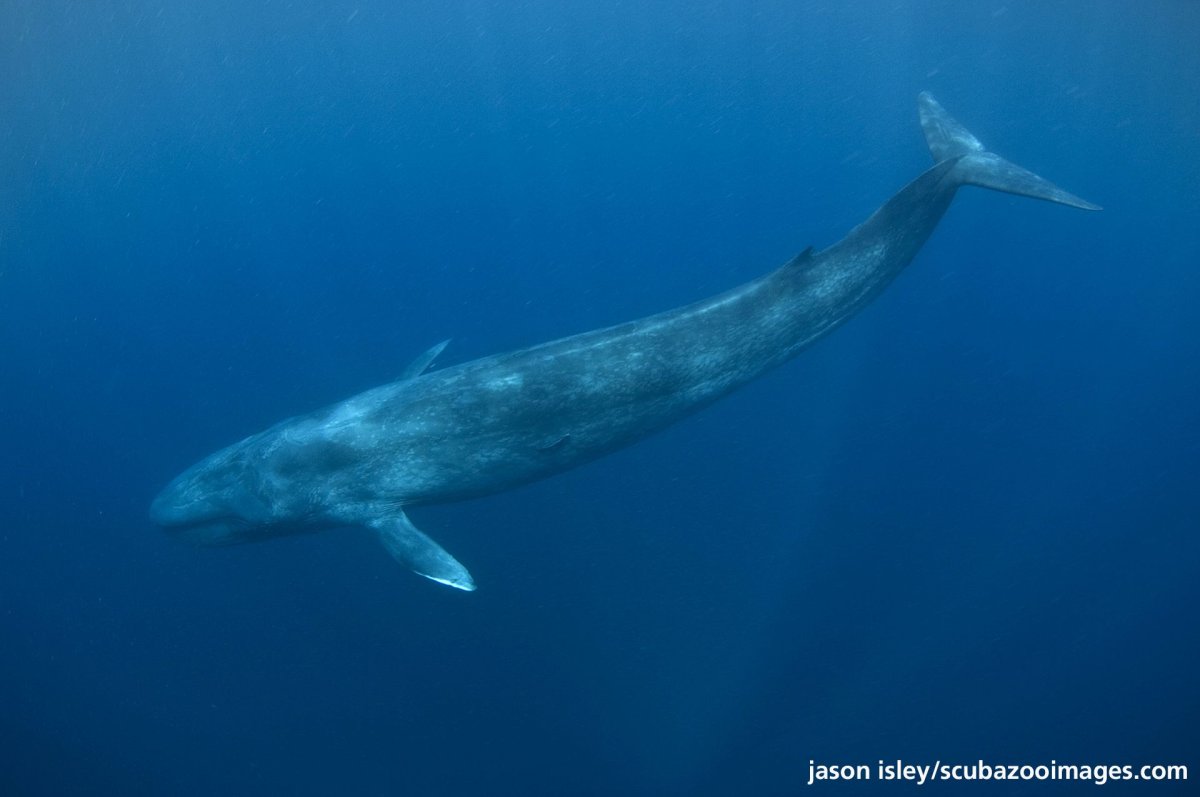 Голубой кит Balaenoptera musculus