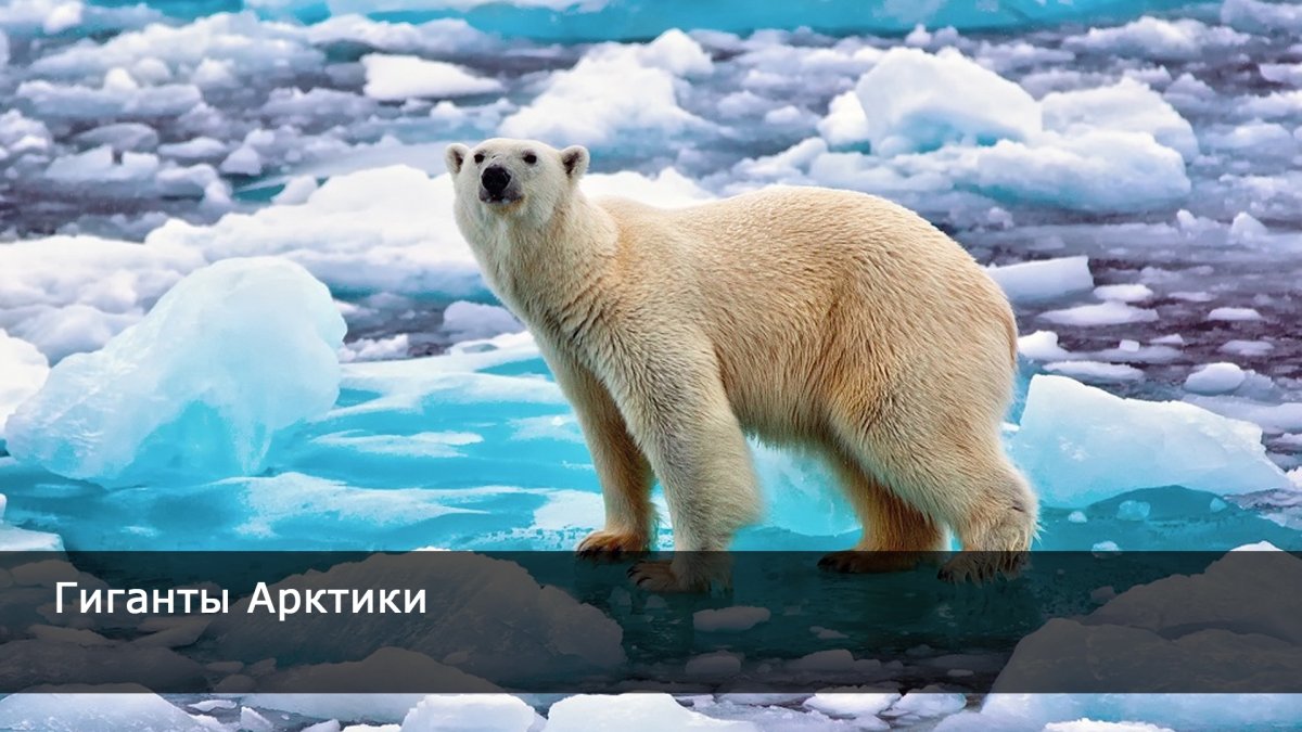 Гиганты Арктики