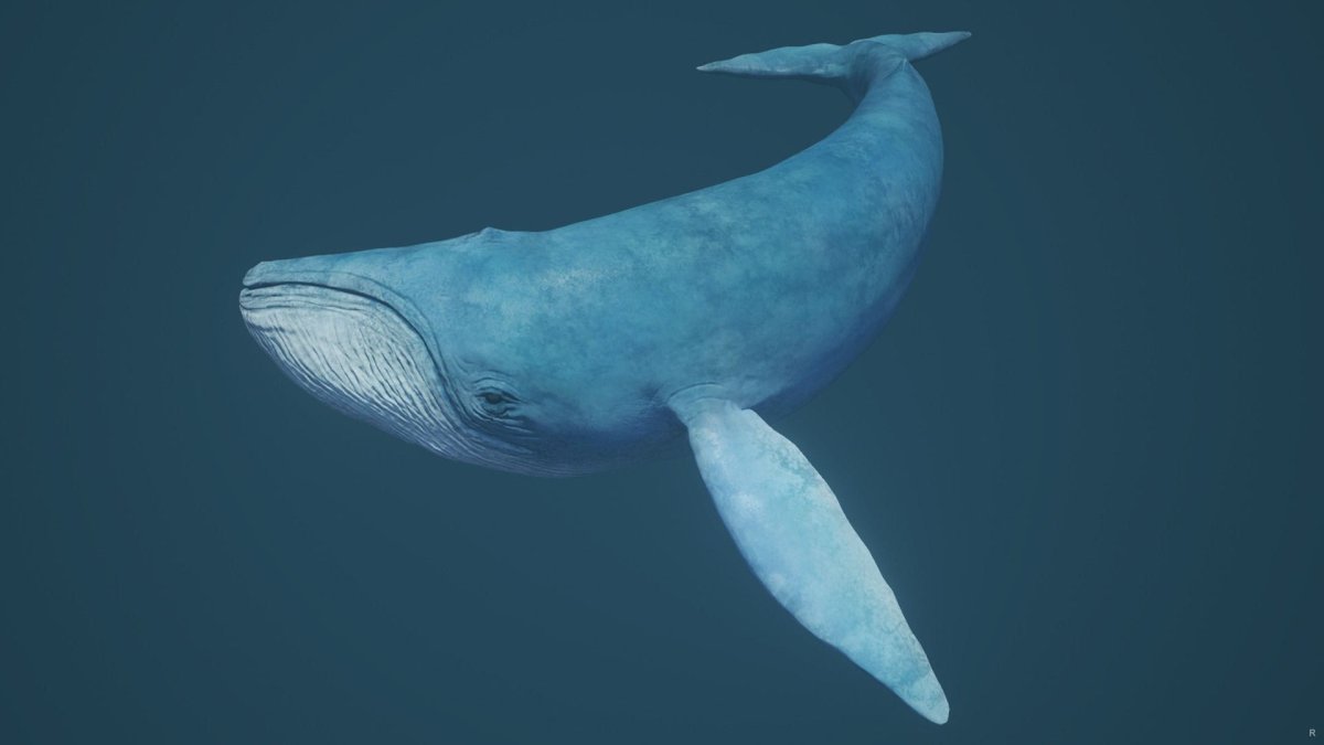 Голубой кит Balaenoptera musculus