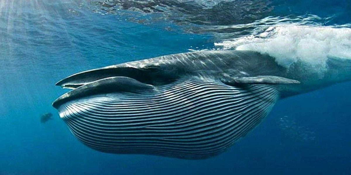 Голубой кит Balaenoptera musculus