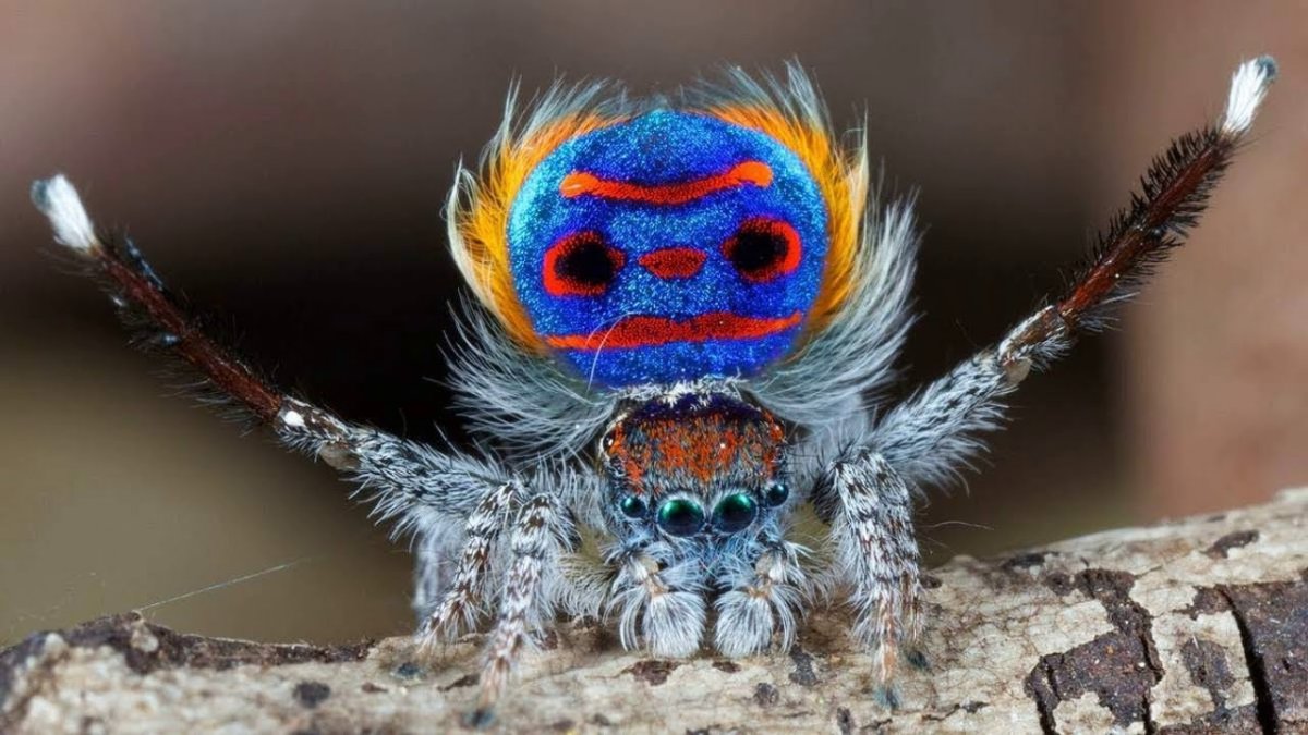 Паук-Павлин (Maratus volans)