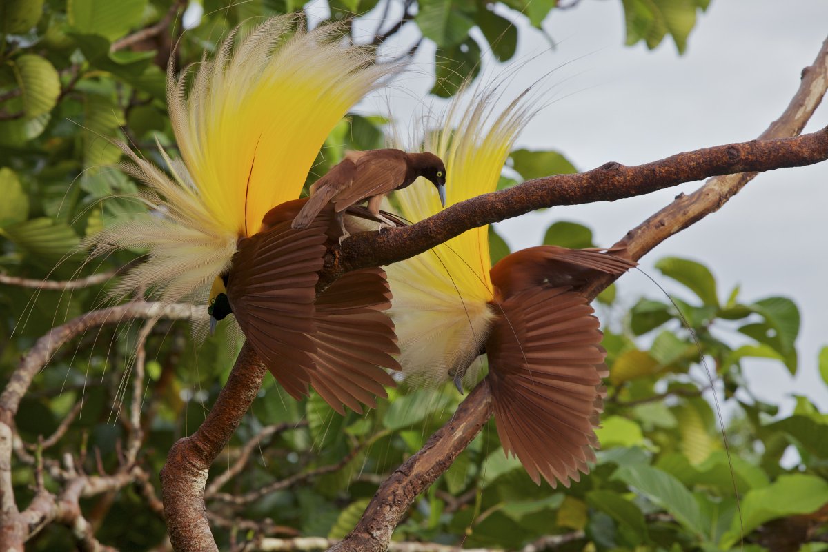 Paradisaea Rudolphi