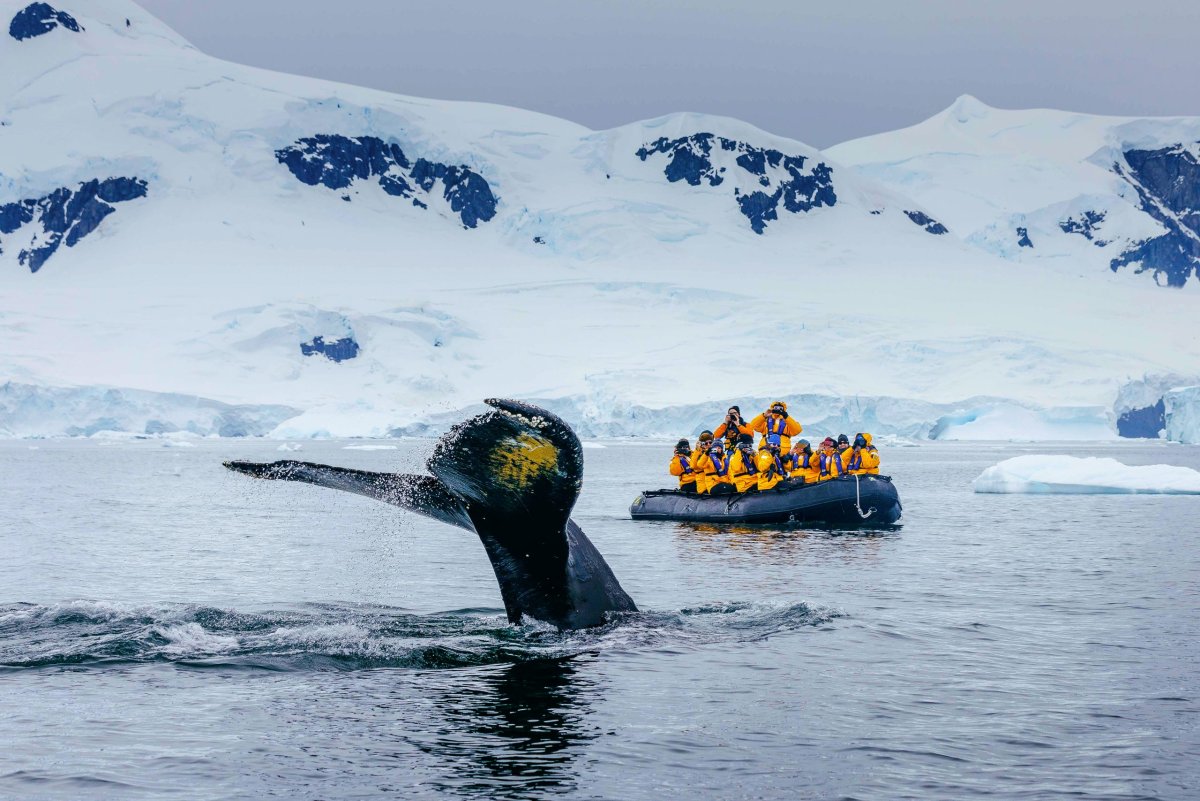 Quark Expeditions Арктика и Антарктика