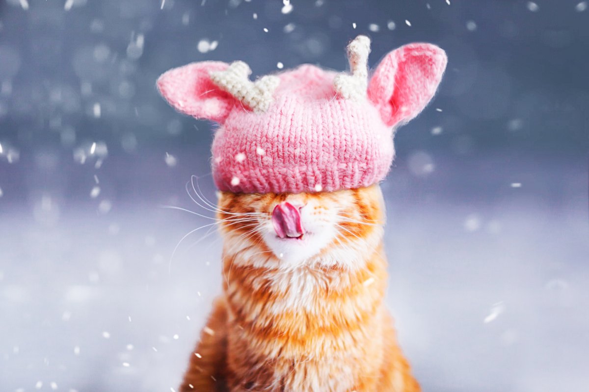 Зимний кот