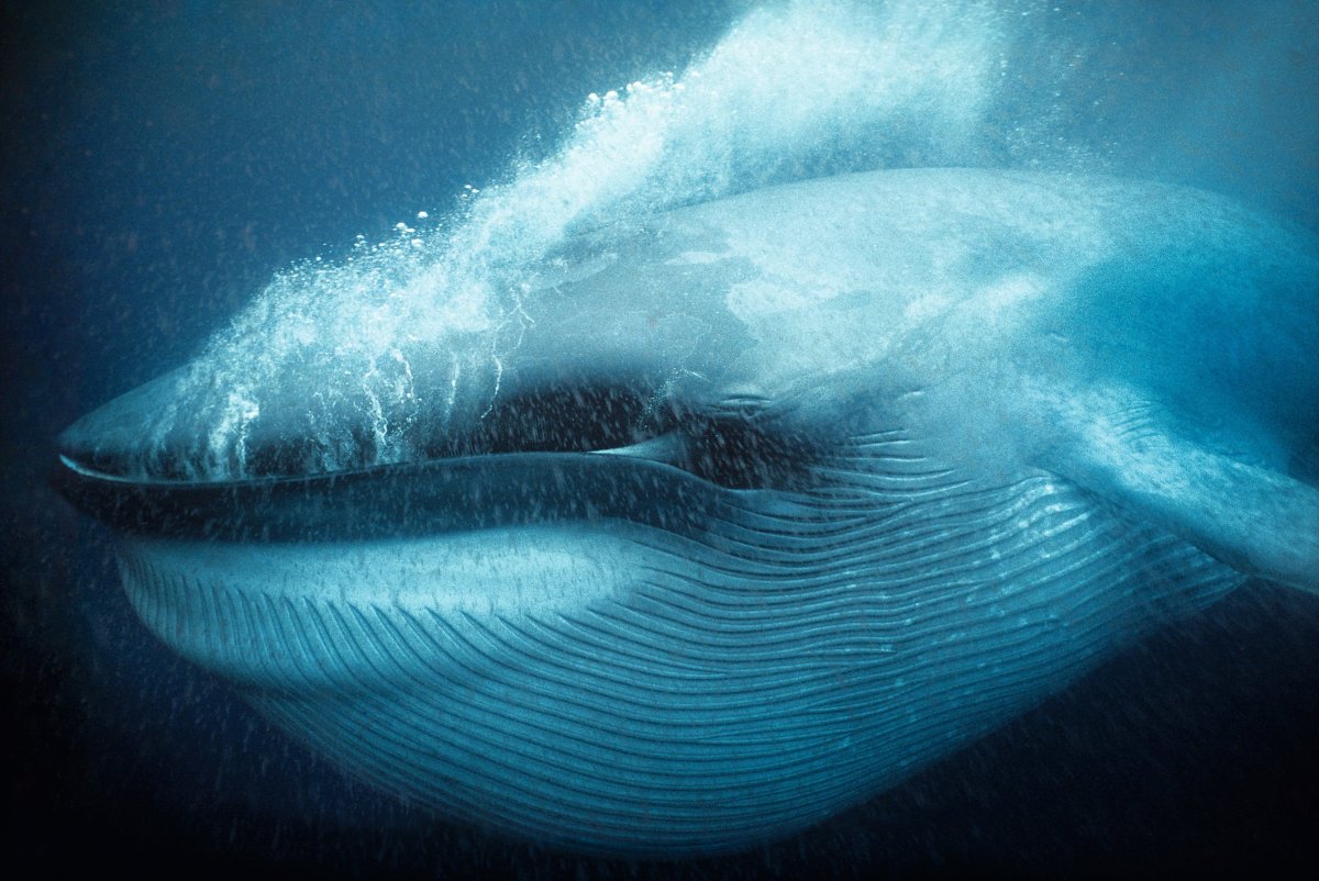 Голубой кит Balaenoptera musculus