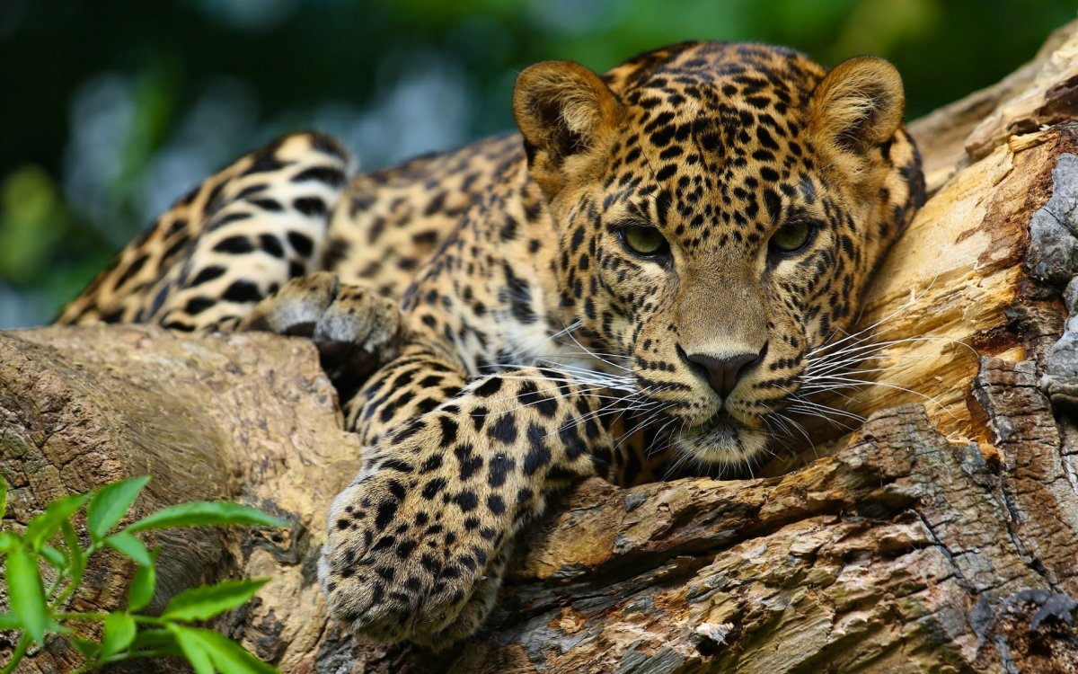Ягуар дикий (Jaguar Wild)