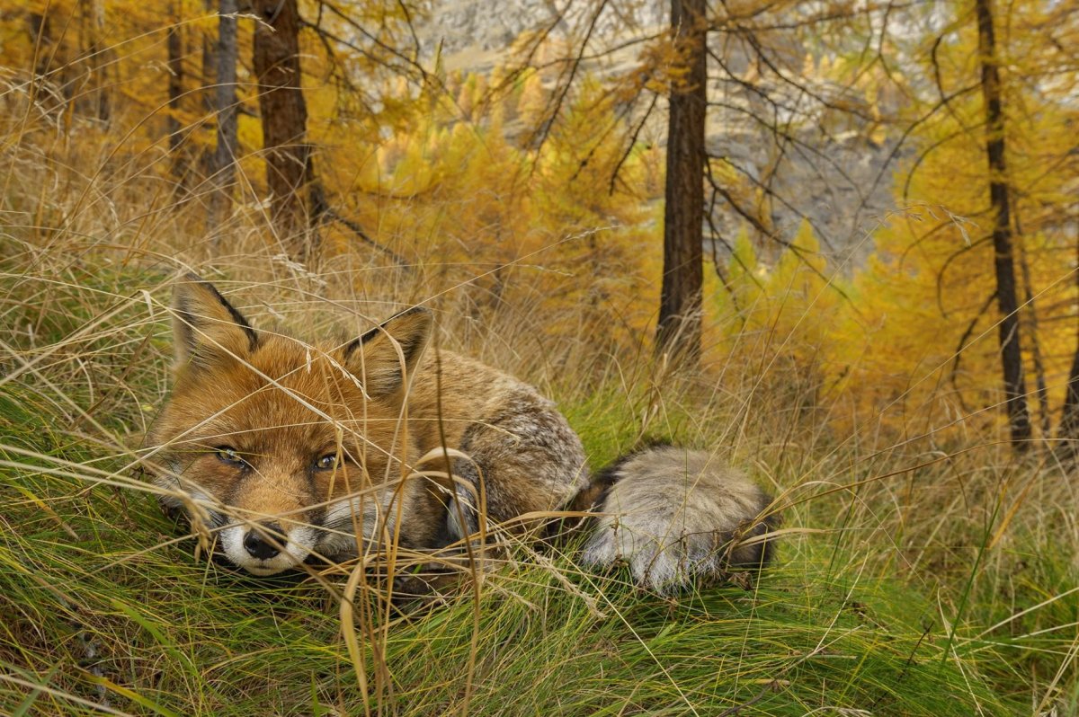 Дикие животные