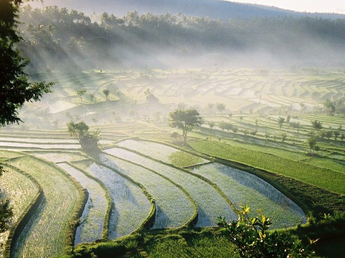 Bali Rice fields HD aesthetic