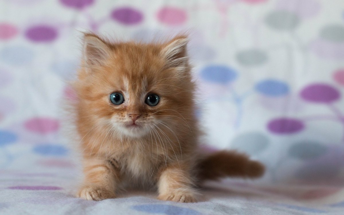 Красивые котята