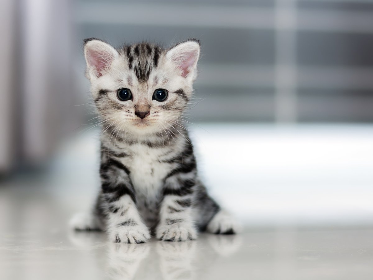 Кошки маленькие милые