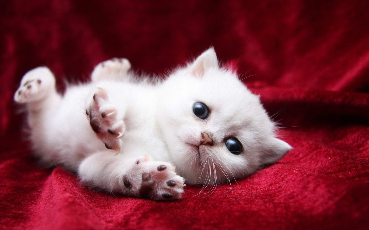 Маленькие миленькие котята