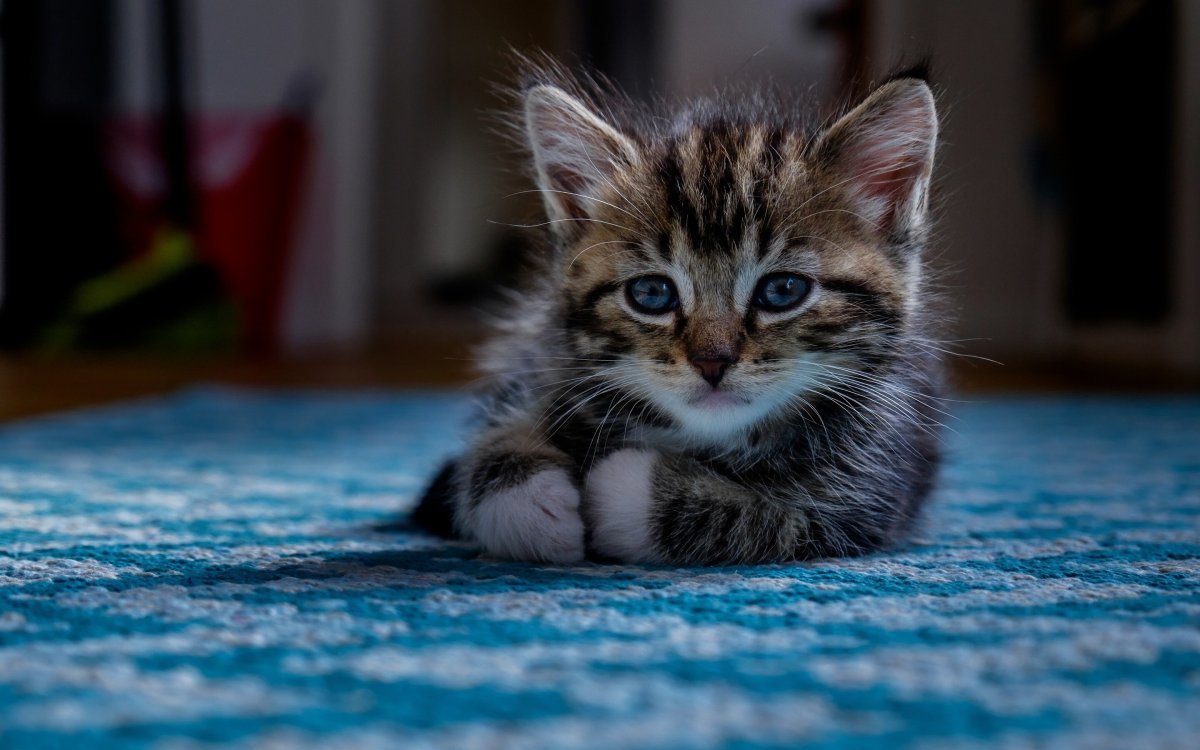 Маленький котенок