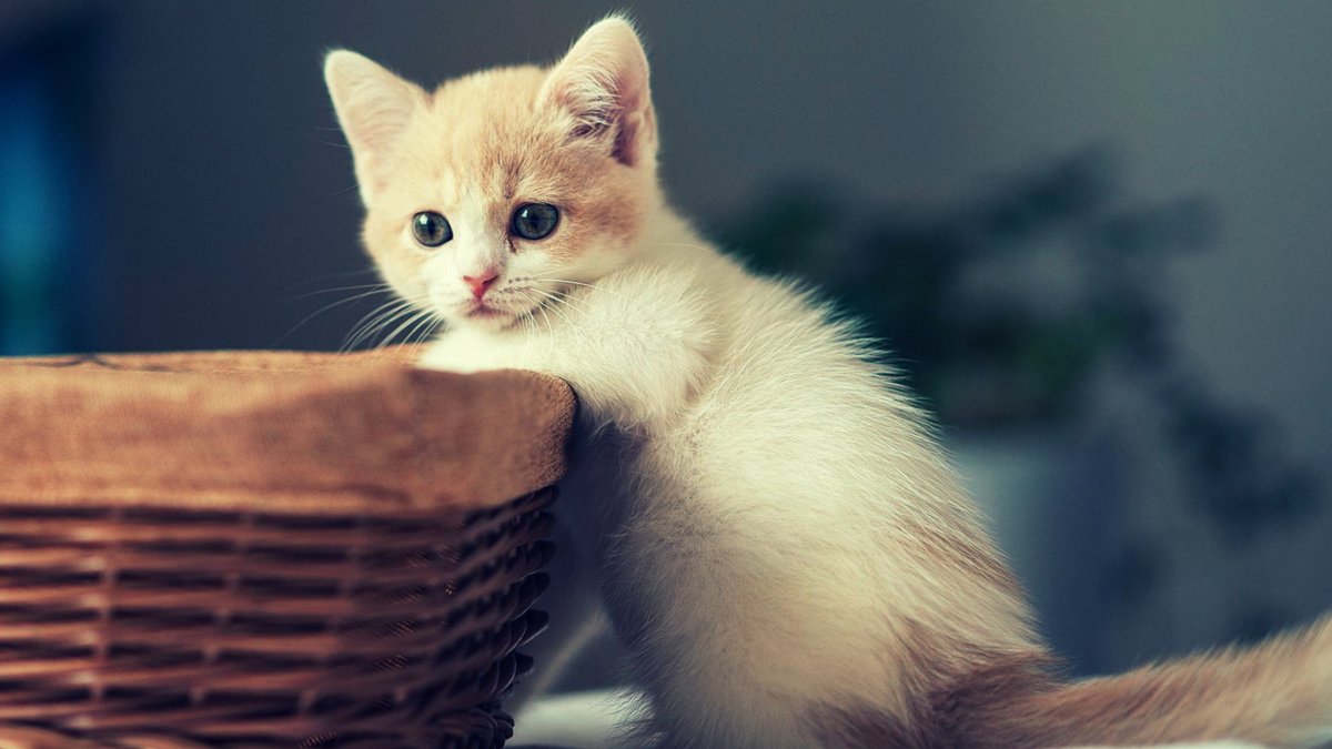 Красивые котята