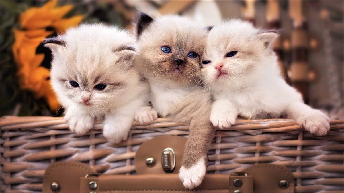 Красивые котята