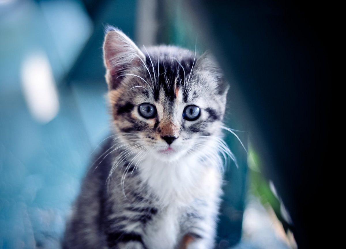 Красивые котята