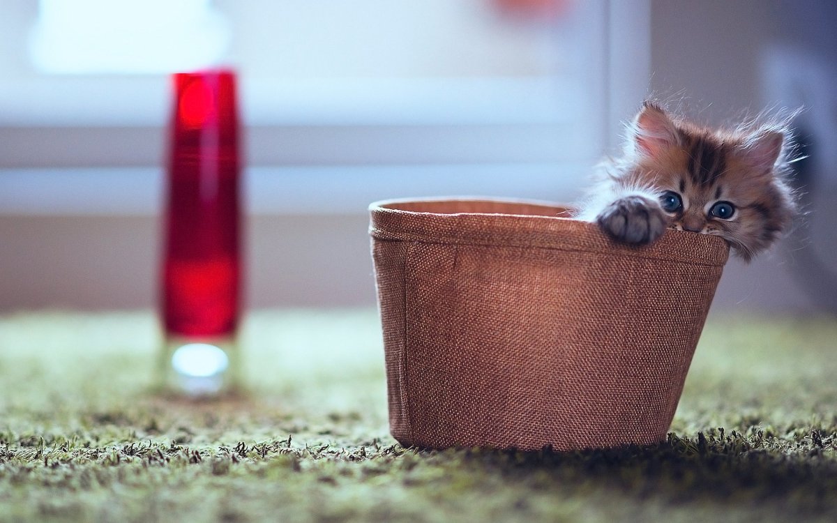 Маленький котенок