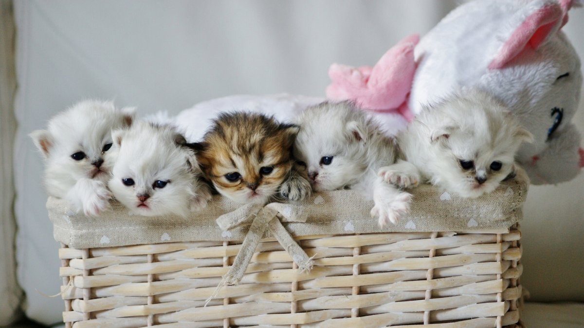 Котята в корзинке