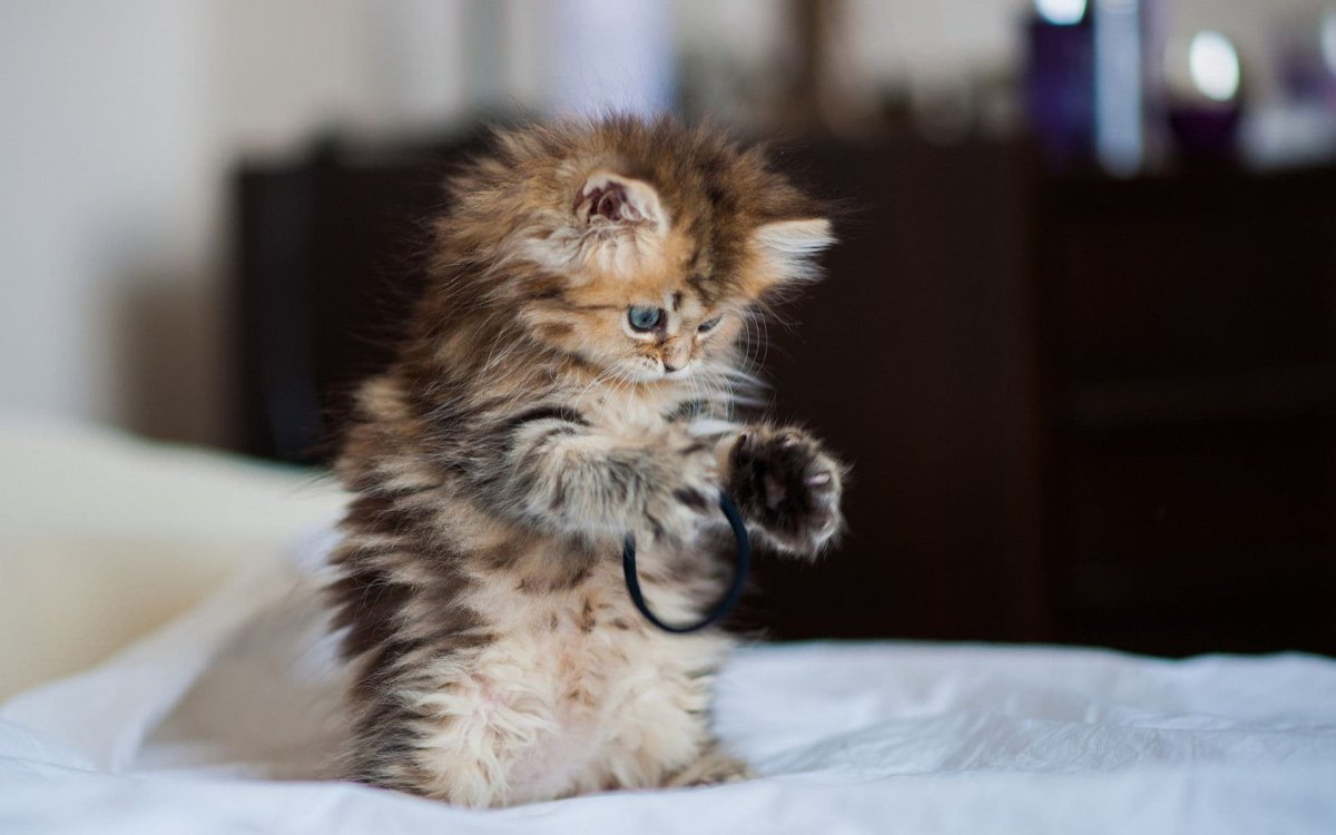 Самые милые котята