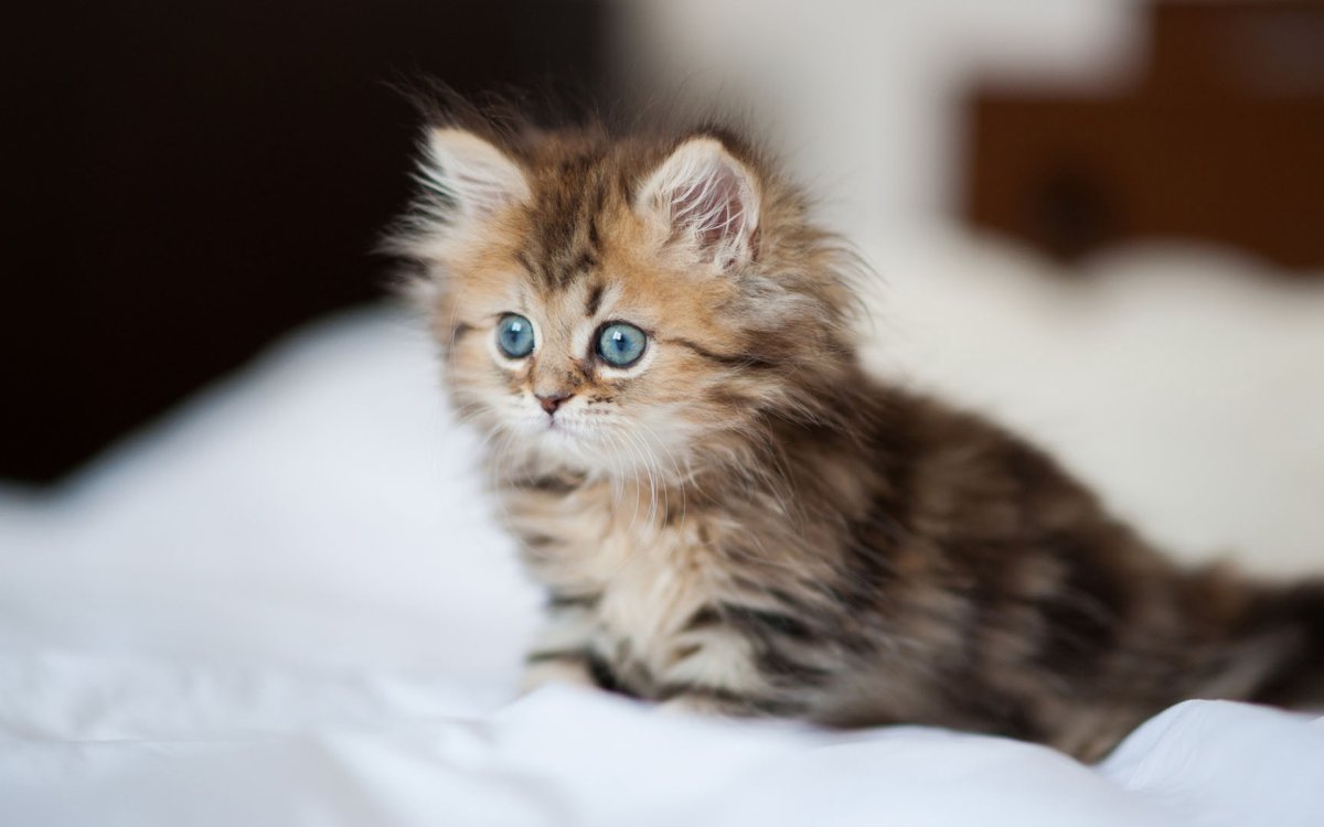 Маленькие котята пушистые