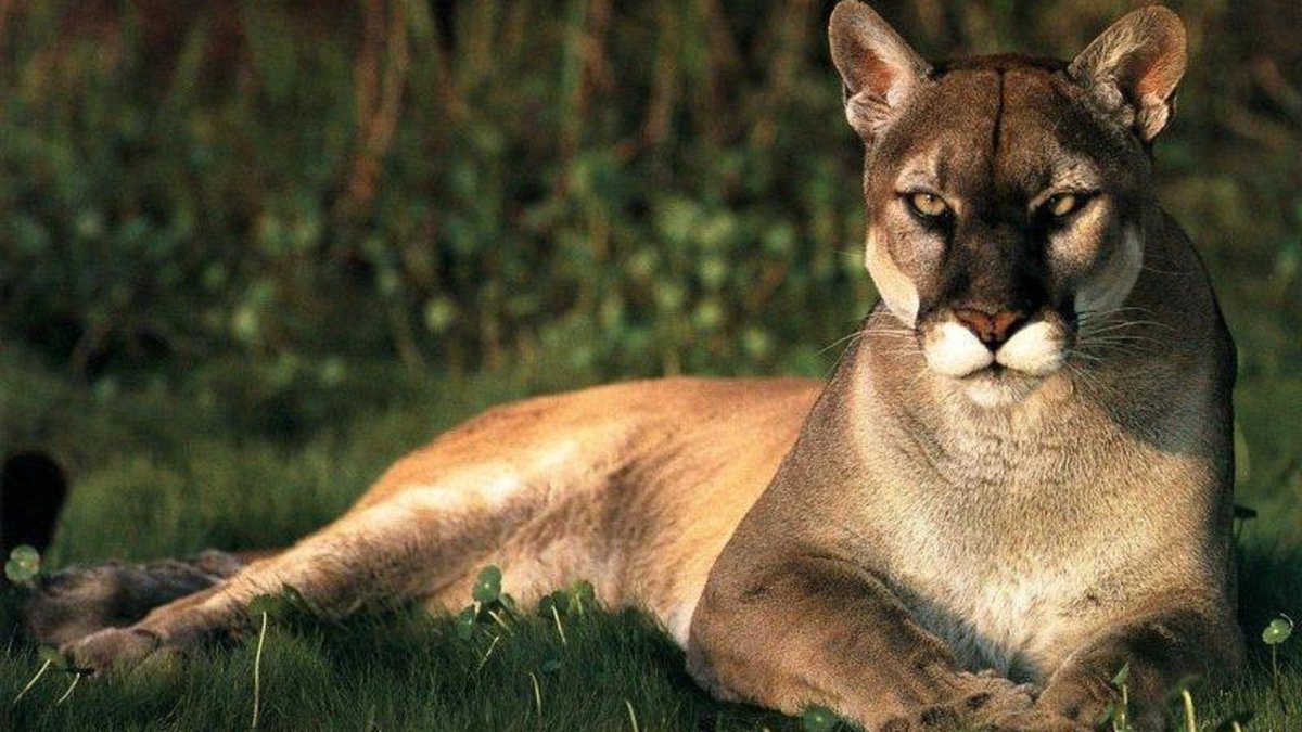 Пума (Puma concolor):