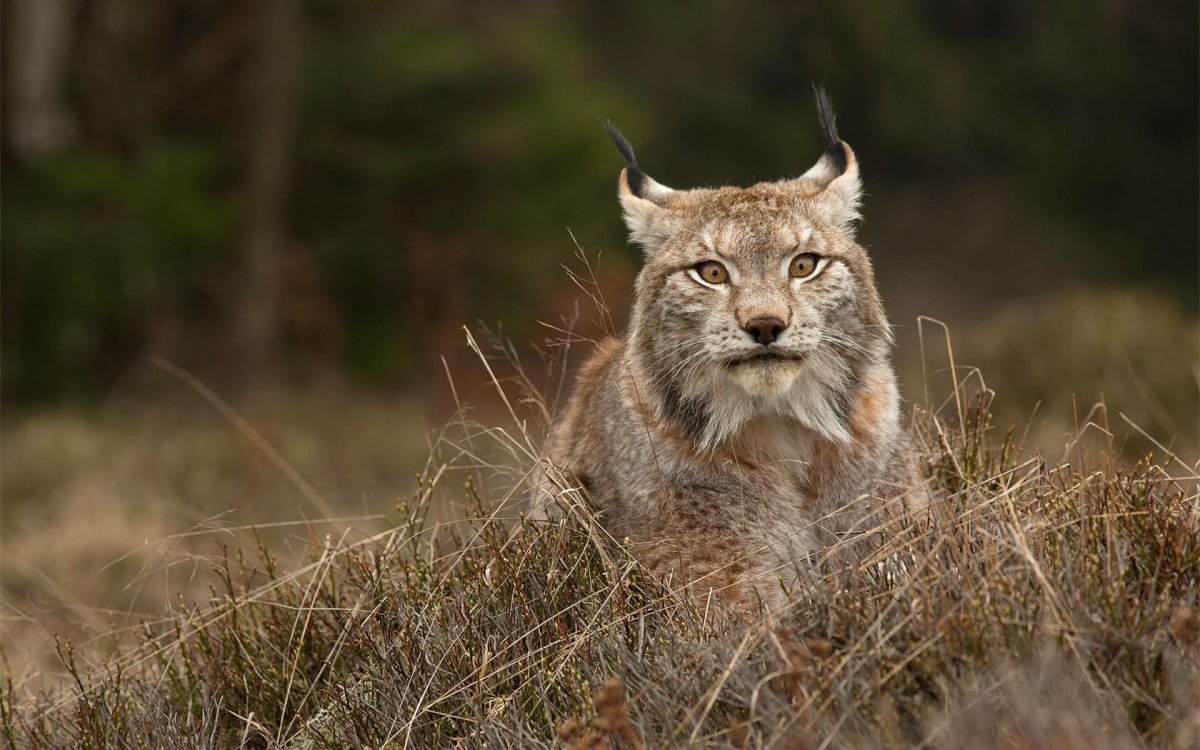 Рысь (Lynx Lynx) в дикой природе