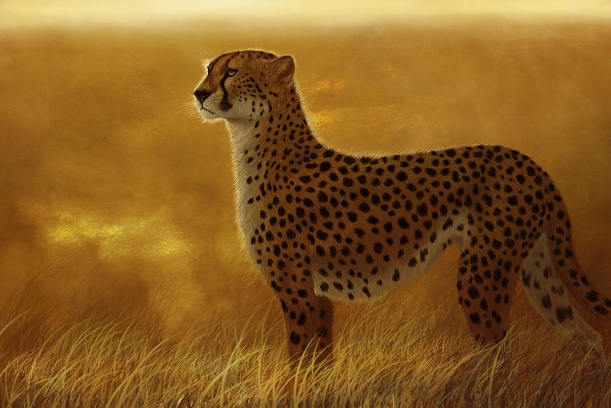 Cheetah (гепард)