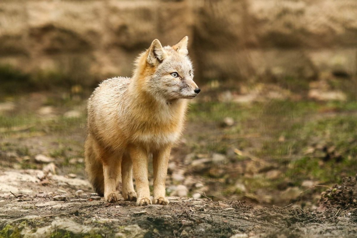 Калмыкский Корсак