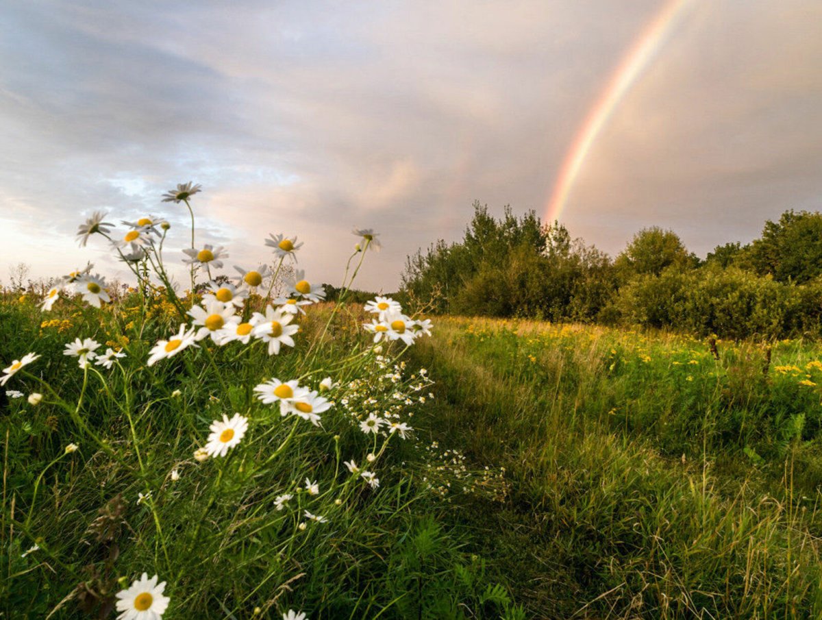 Июнь природа