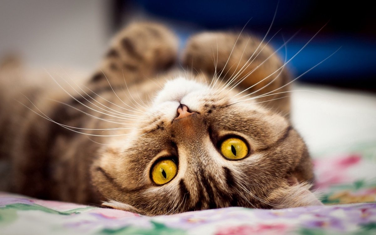 Милая кошка