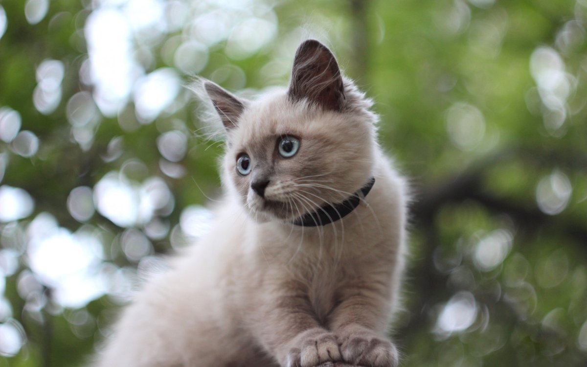 Сиамская тигровая кошка