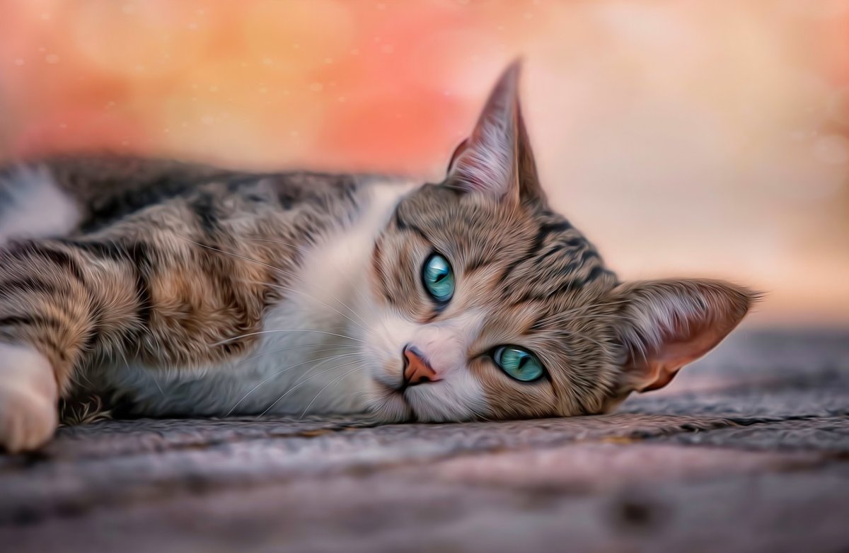 Красивые коты
