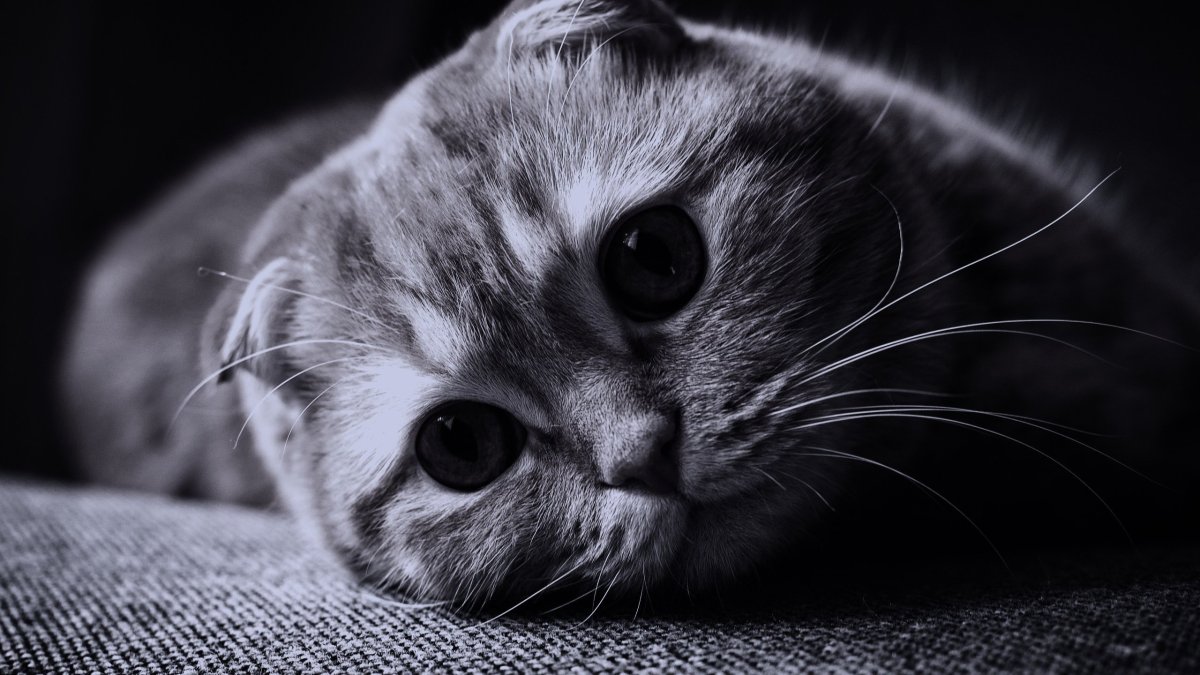 Шотландская вислоухая кошка