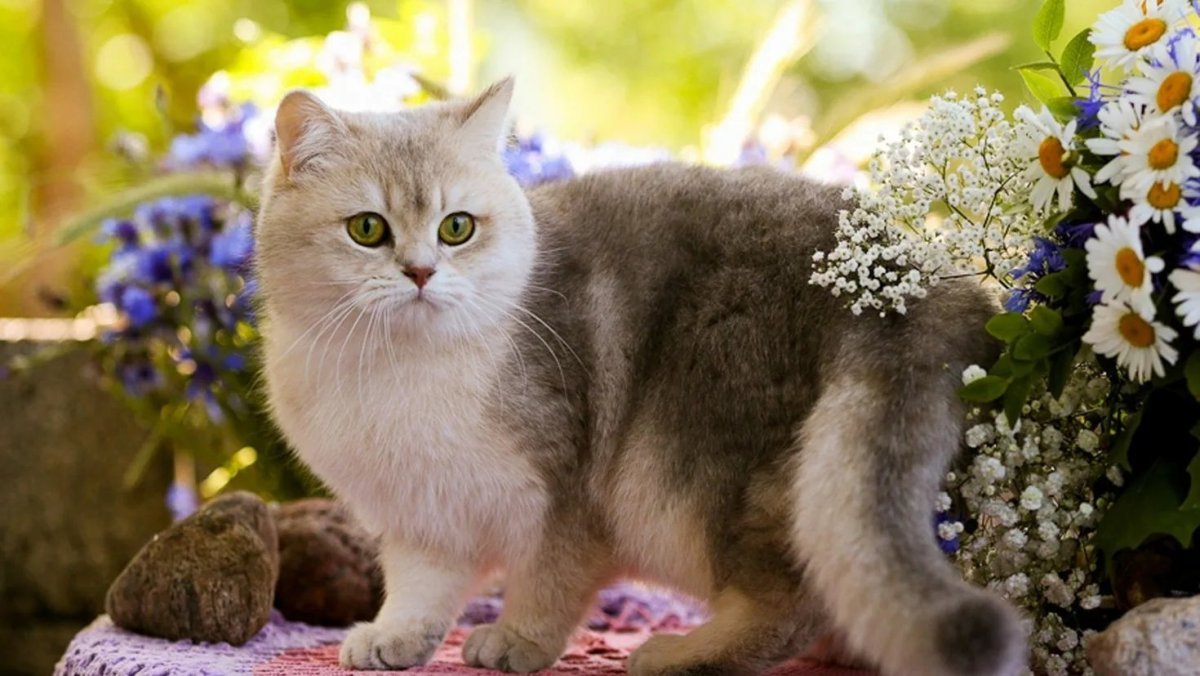 Британская кошка Кьяра