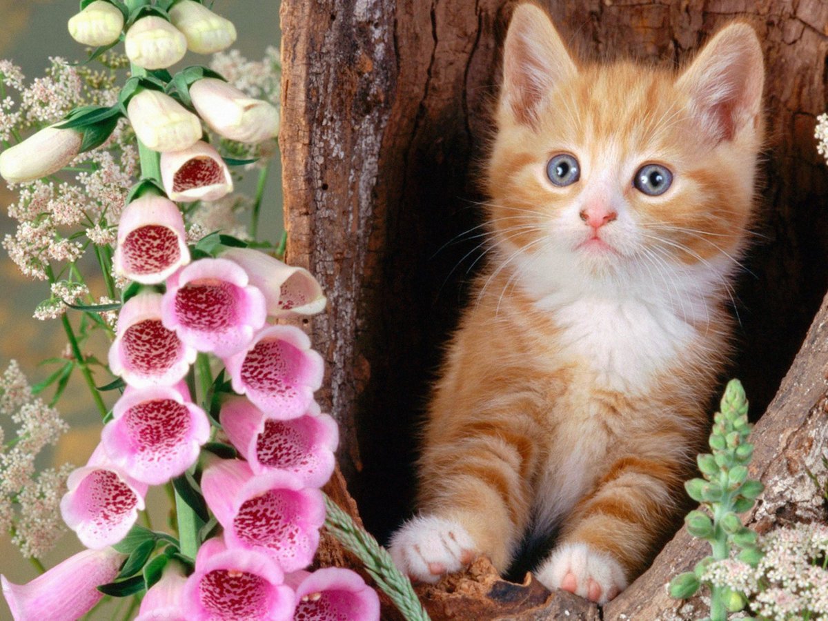Красивые котики